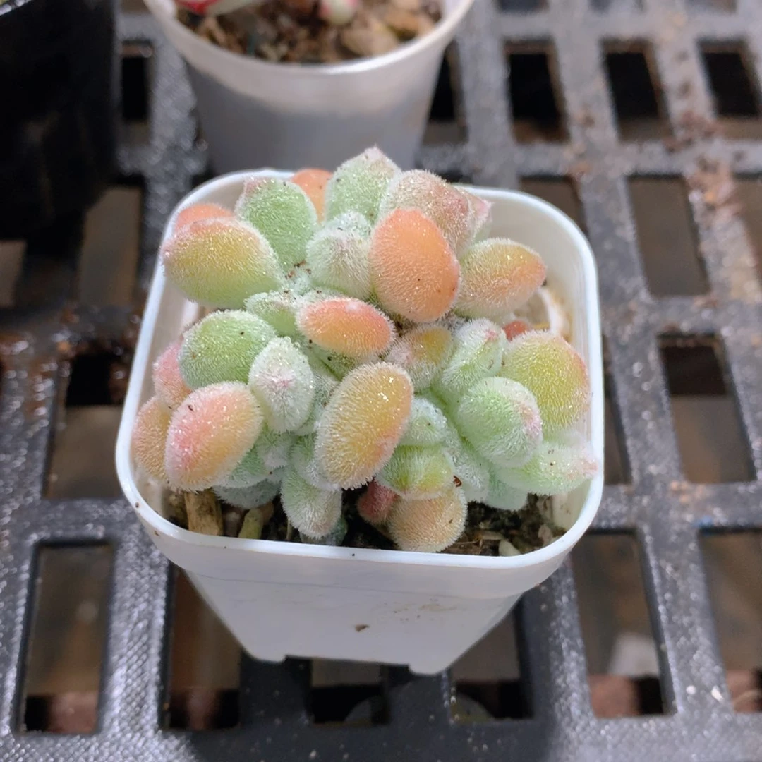 肉萌萌精控多肉 5cm盆量拍雪幻星