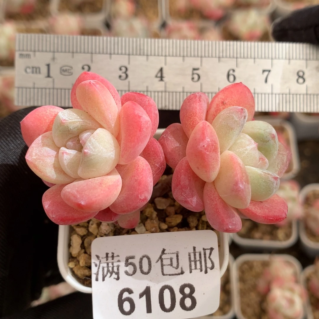 豆***子6108双头带崽小树冰玉冠服7