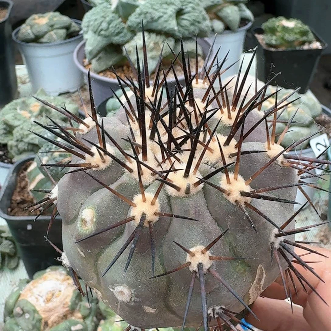 【闪购商品】无花朵产地黑王微瑕疵