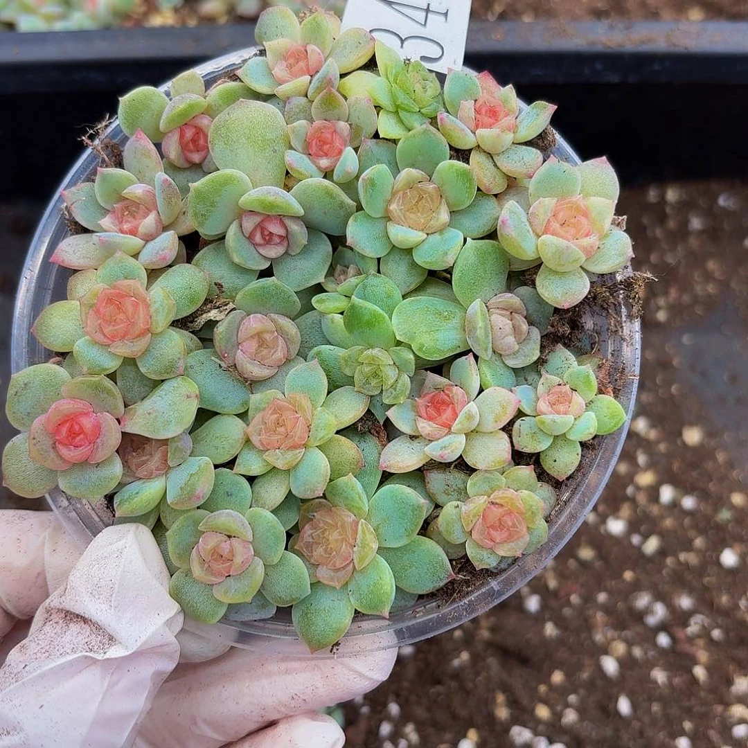 多肉植物多肉植物345