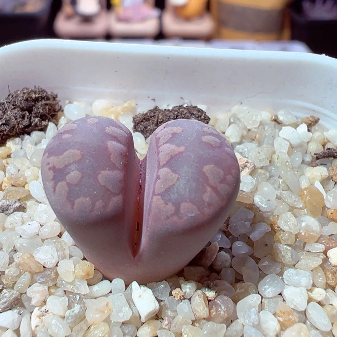 钵***鸡1124-289多肉多肉紫大牙