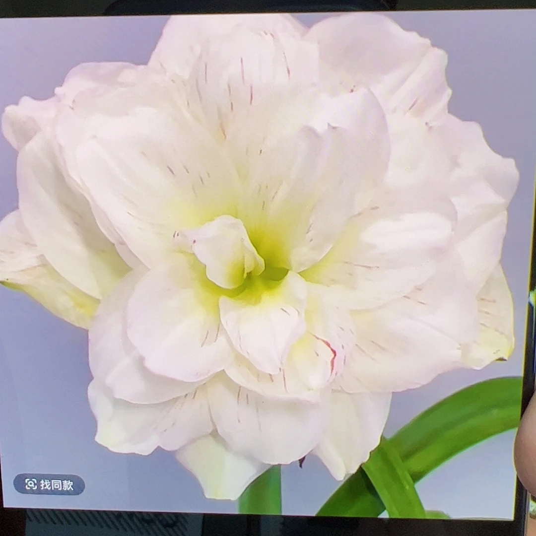 朱顶红新品 白鲸拍品1号