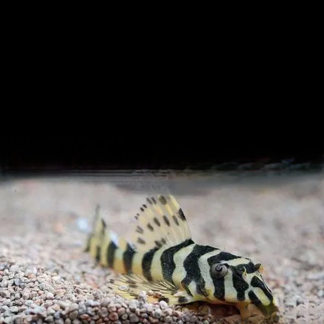 黄金斑马L134南美异型鱼迷宫热带观赏工具鱼异形底栖鱼活体