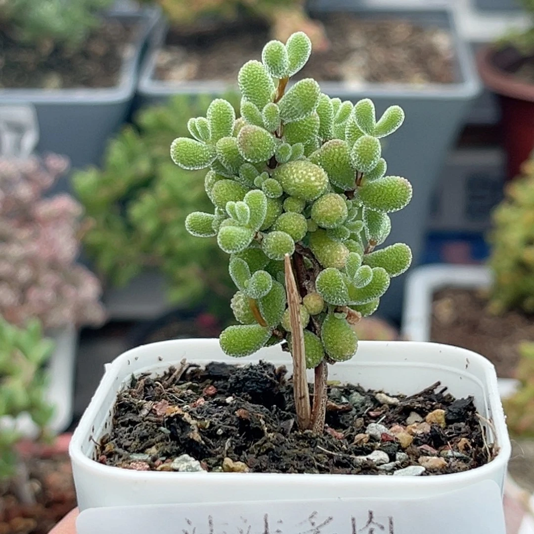 347翡翠枝干番杏