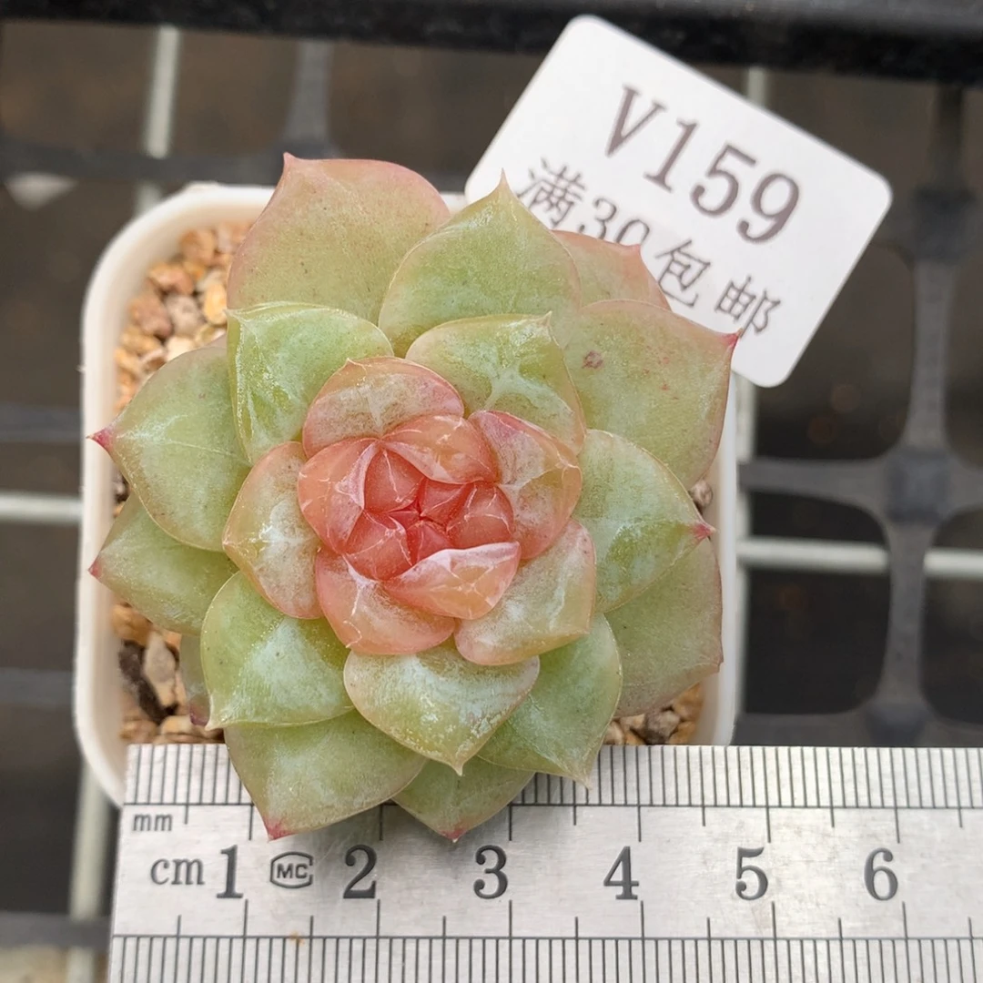 159。婚纱糖心。有伤福利。