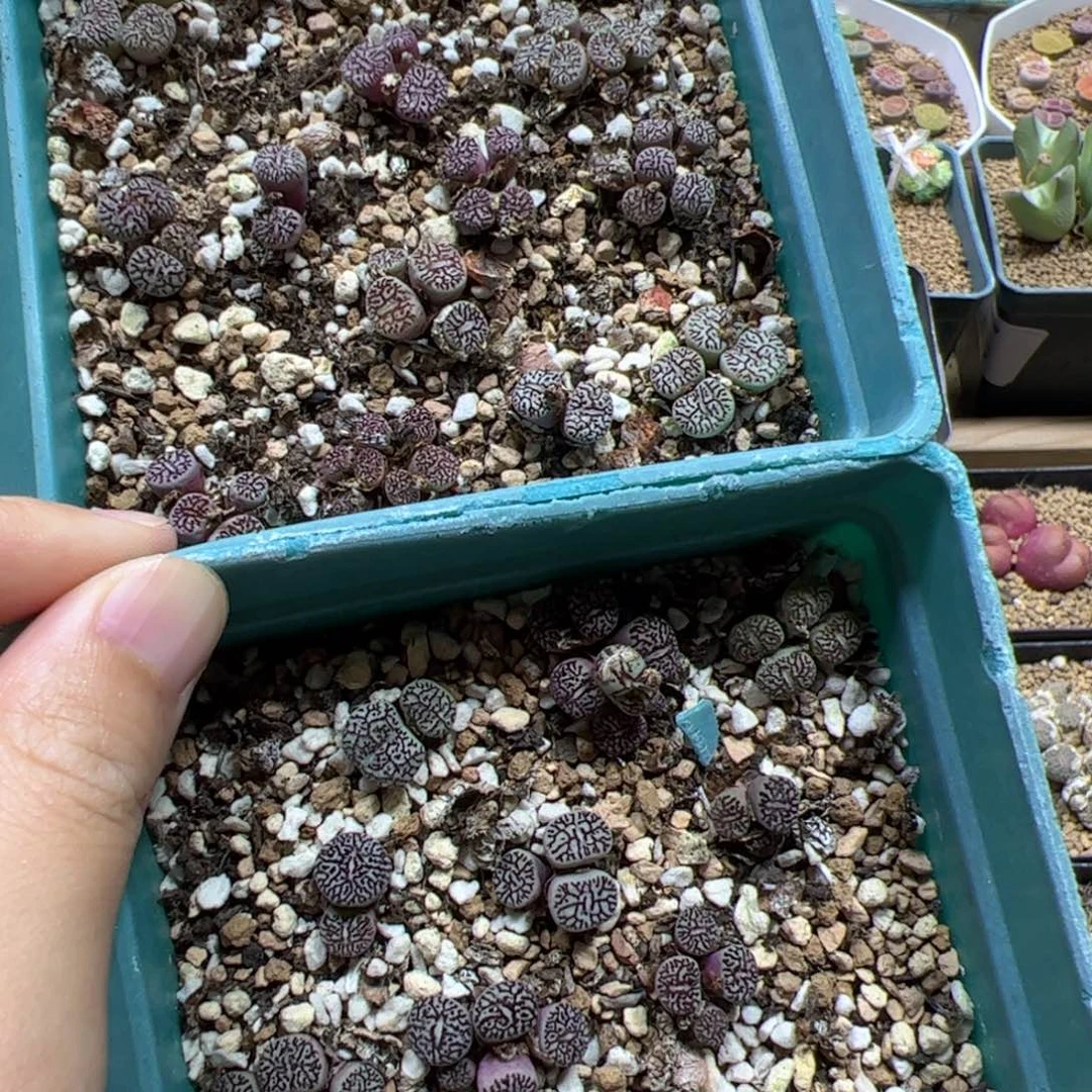 【闪购商品】100 清盒