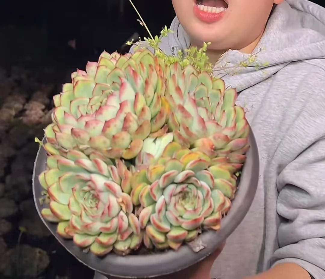 多头荷花群叶展20CM【满9.9包邮】