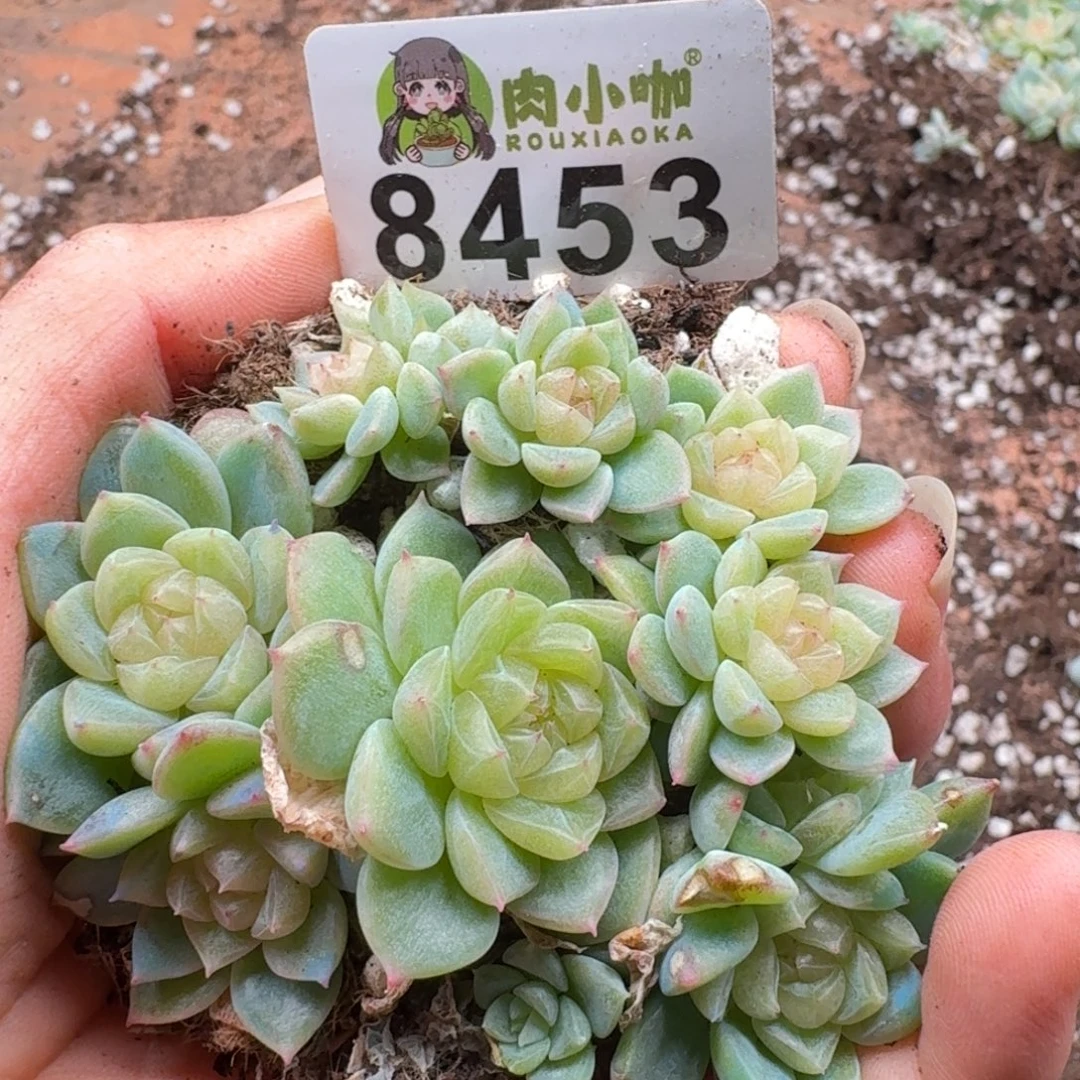 多肉植物多肉植物