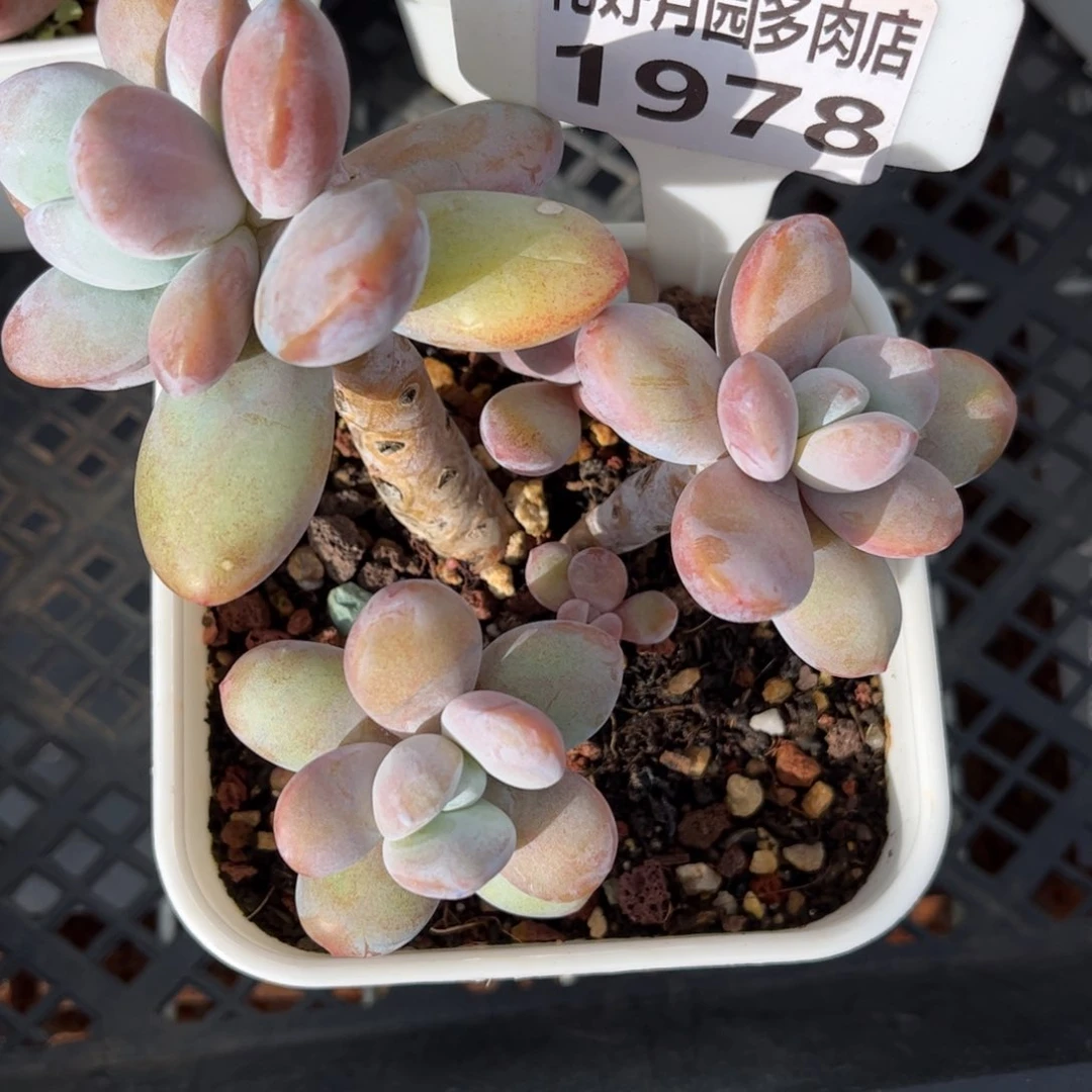 E***n多肉植物1978换盆