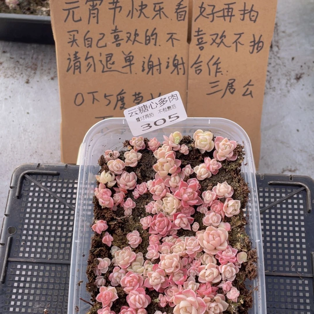 云糖心多肉植物305