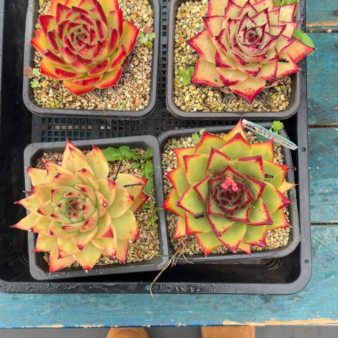 多肉一物一拍编号0119-95