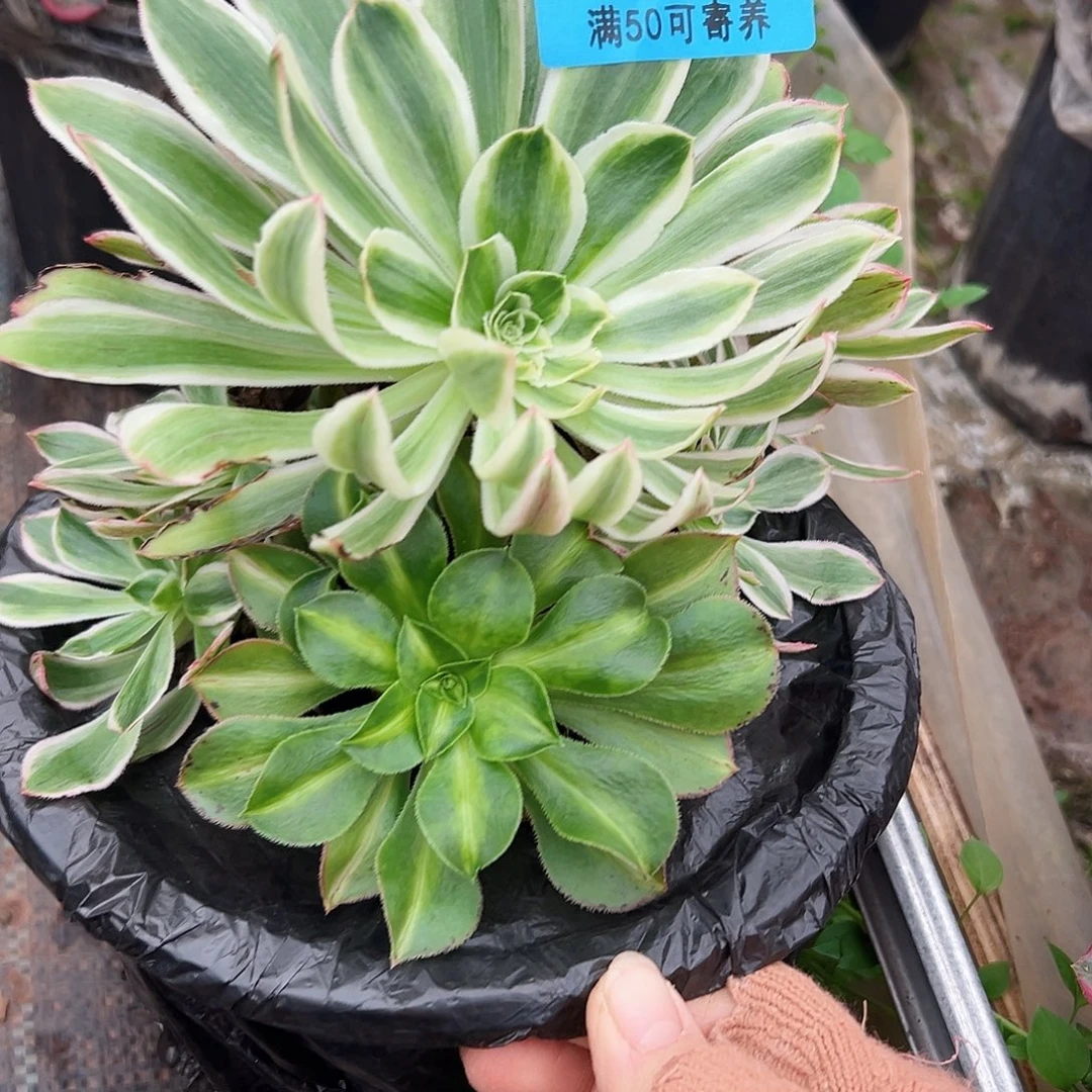 多肉植物0996白露双色