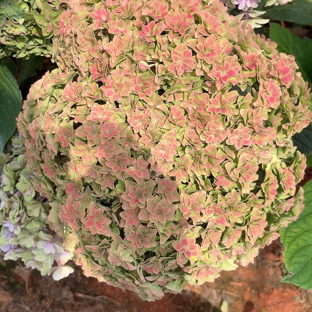 绣球切花一物一拍3枝包邮，65