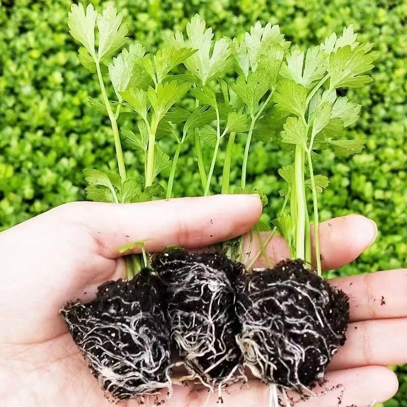 活动 法国皇后西芹苗栽地栽多茬带土球寿光苗场直发