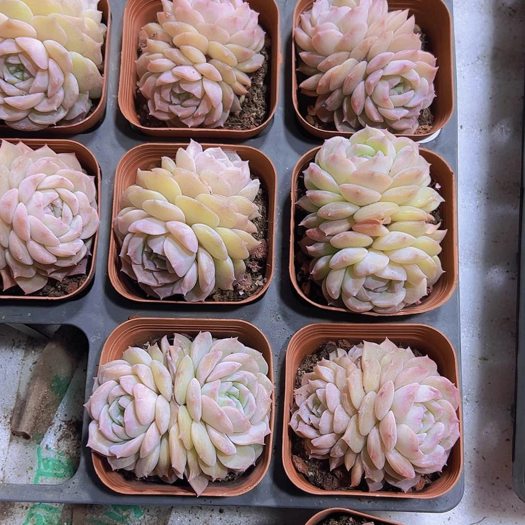 双头冰糖雪梨带盆带土