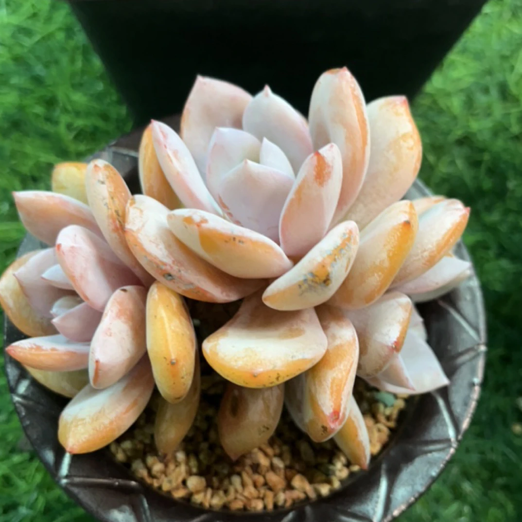 奶茶，精品多肉，一物一拍