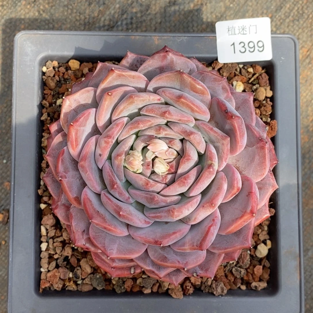 乔*板杂交精品多肉1399