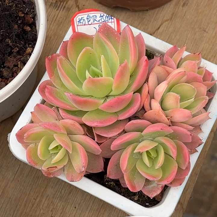 粉色贝拉锦一物一拍