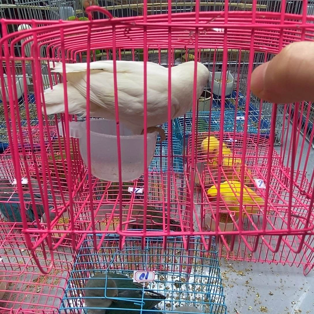 辰***溪桃脸牡丹鹦鹉白玉一只