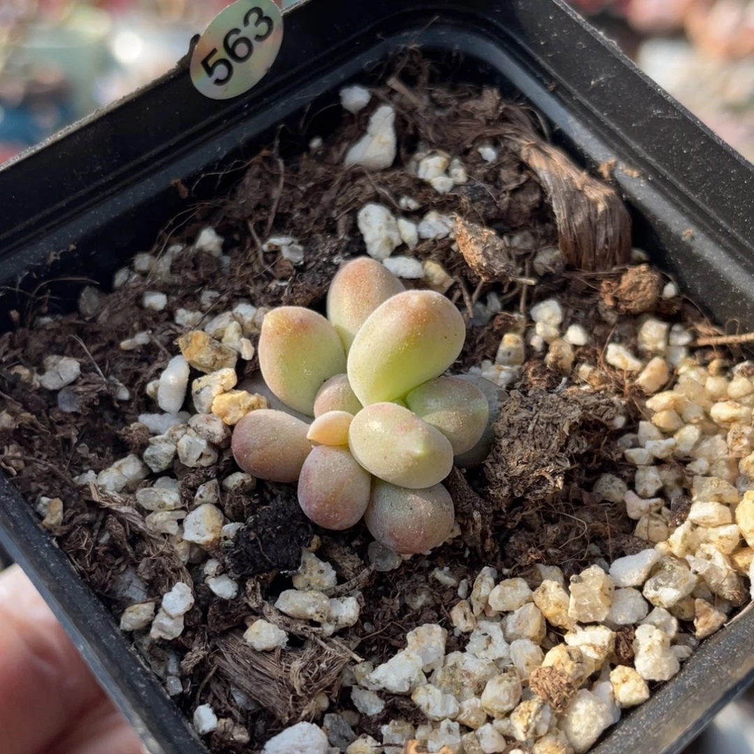 乌里韦亚叶插苗多肉