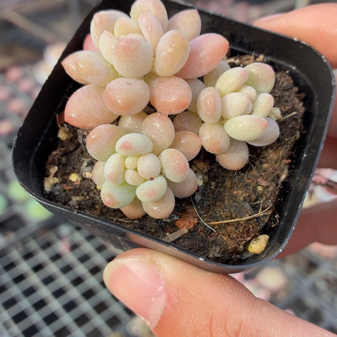 洛可可多肉9.9包邮发货