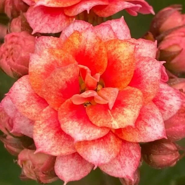 130盆昊景烟花长寿花（一盆不发）