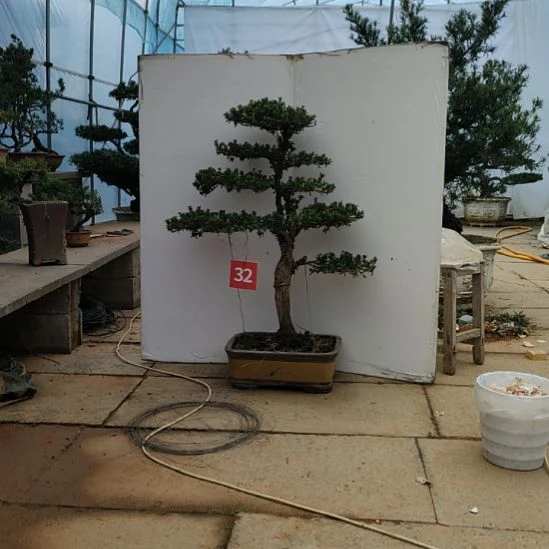 米叶罗汉松盆景带花盆发货