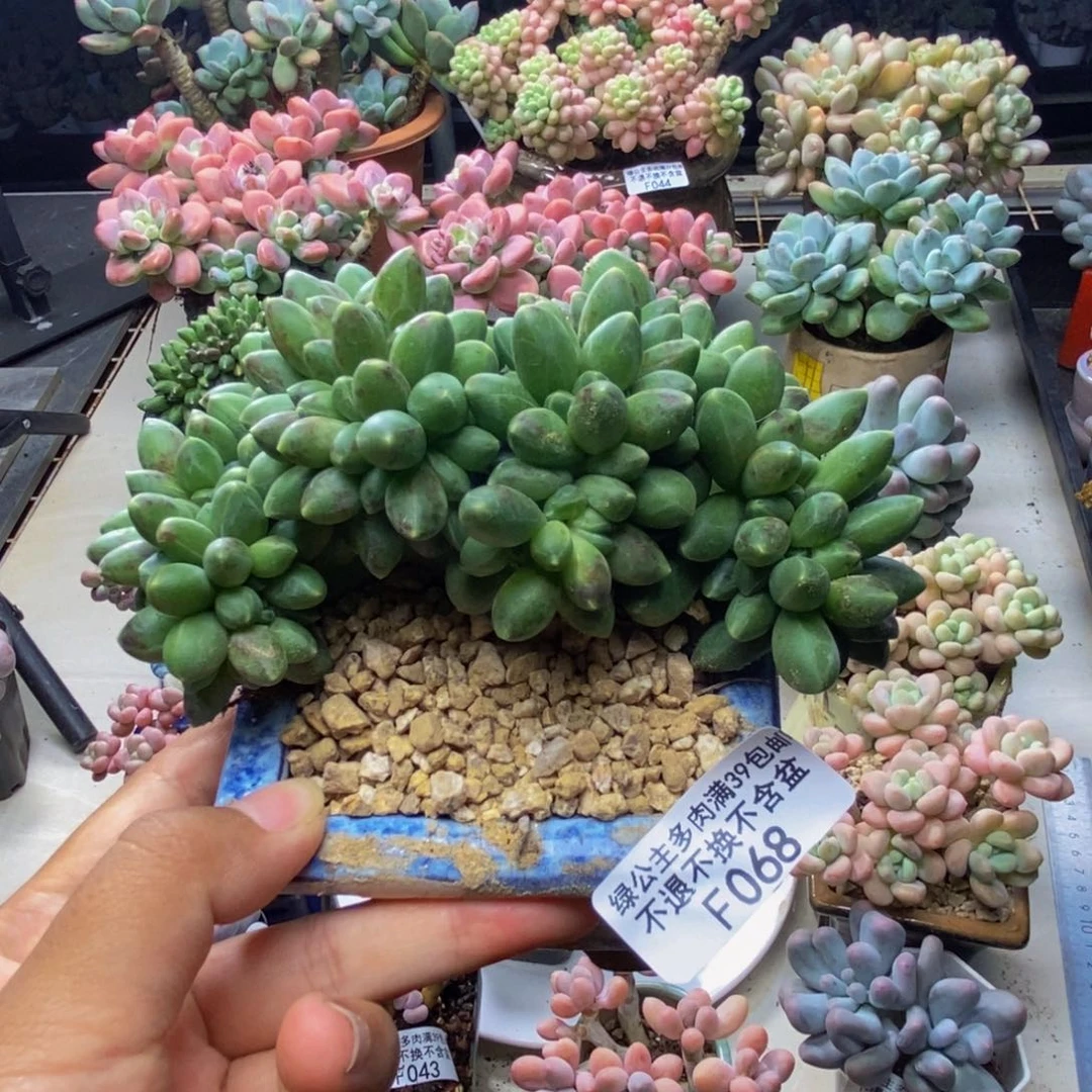 068香蕉树缀多肉9c m