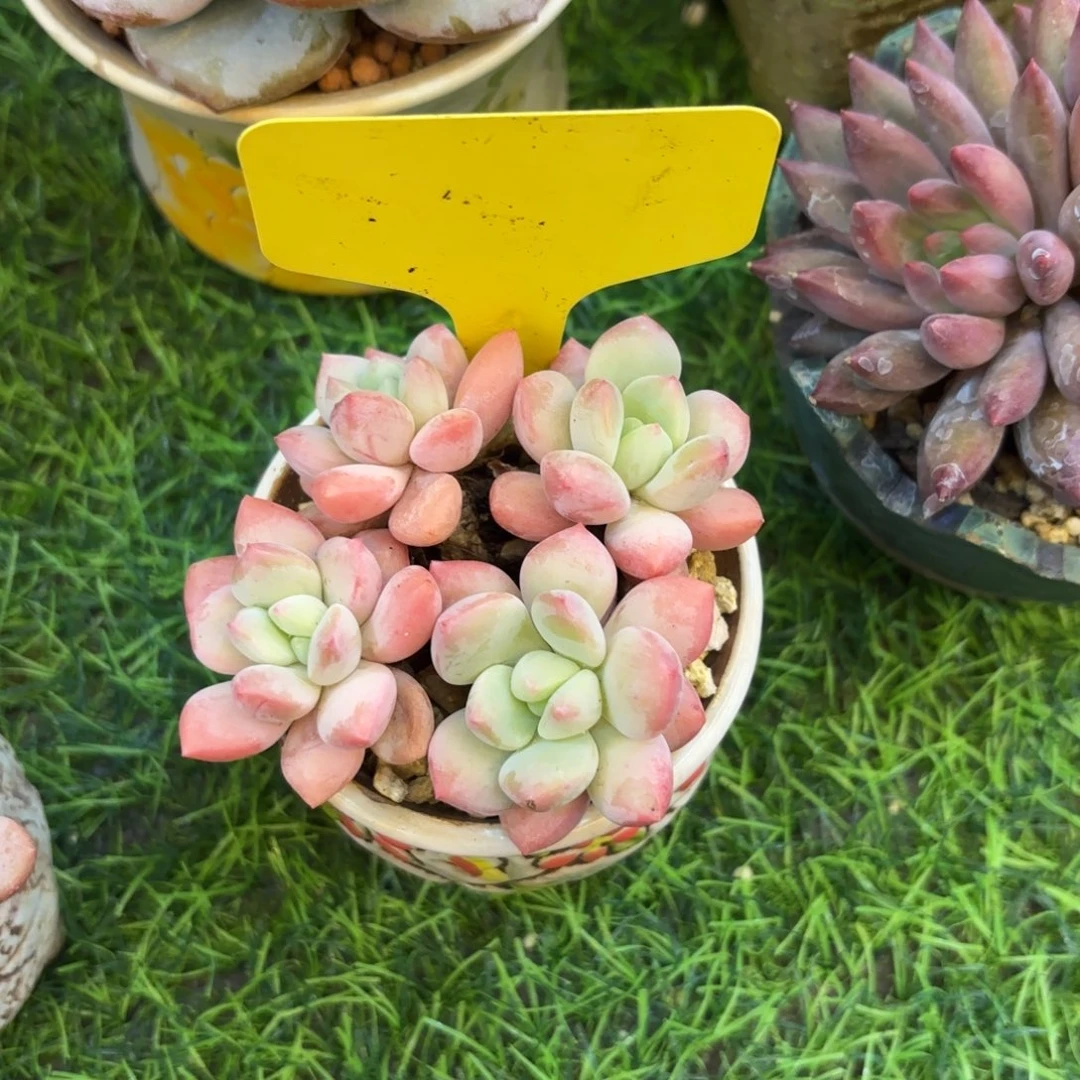 小***柚云南金致家精品多肉