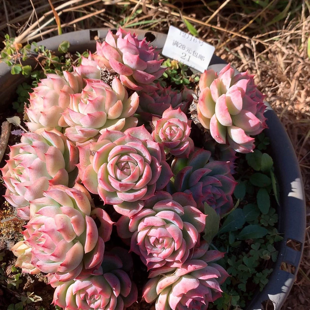 【闪购商品】云21号