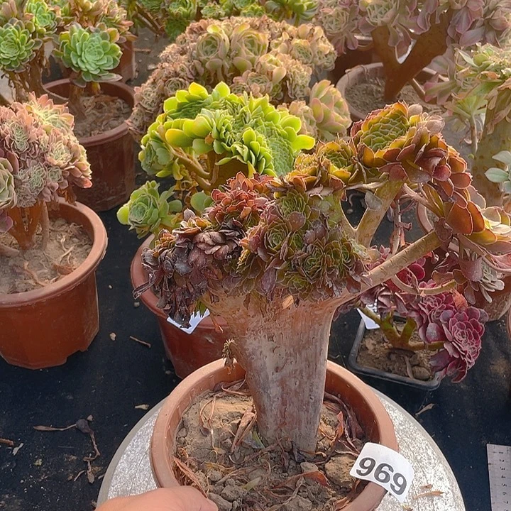 969黑萝莉整板裂口