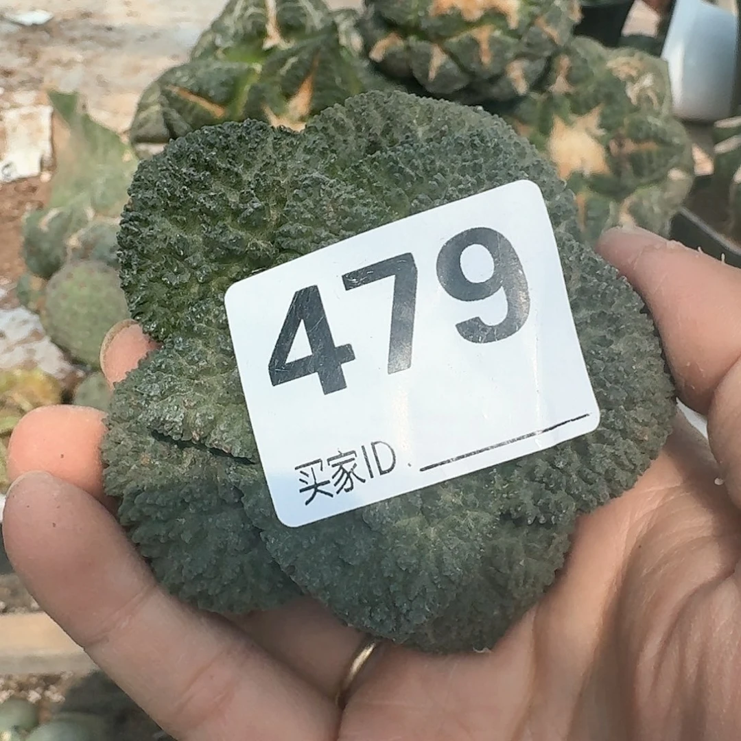 【闪购商品】无花朵O*萝卜根哥斯拉479