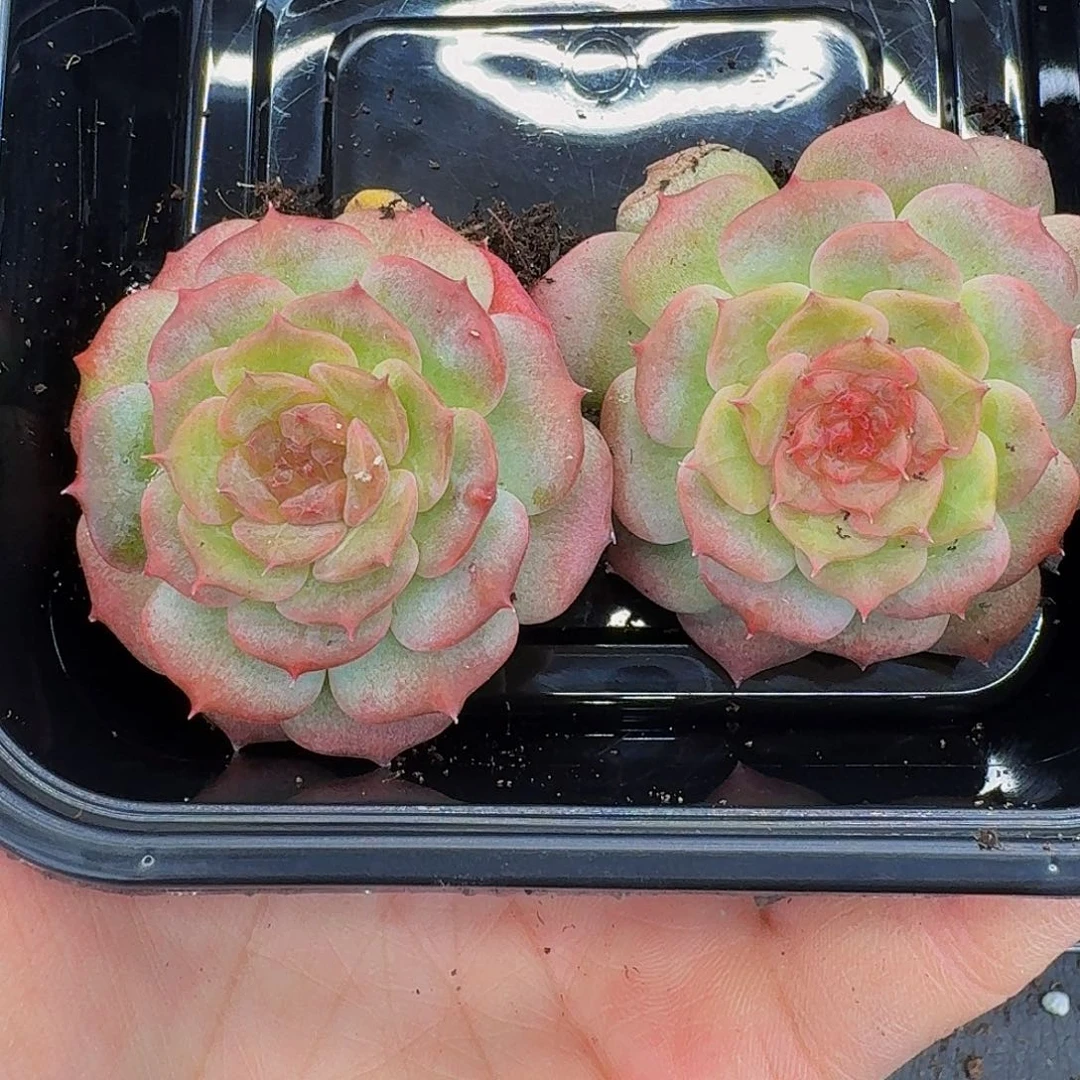 多肉植物多肉植物340