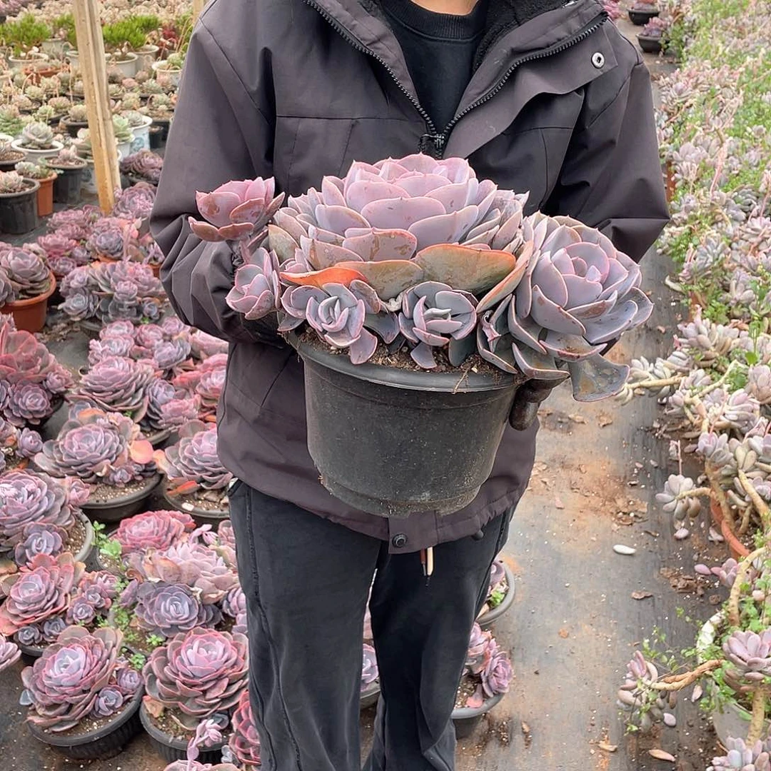 尘埃玫瑰6头起22.8米 量拍多肉