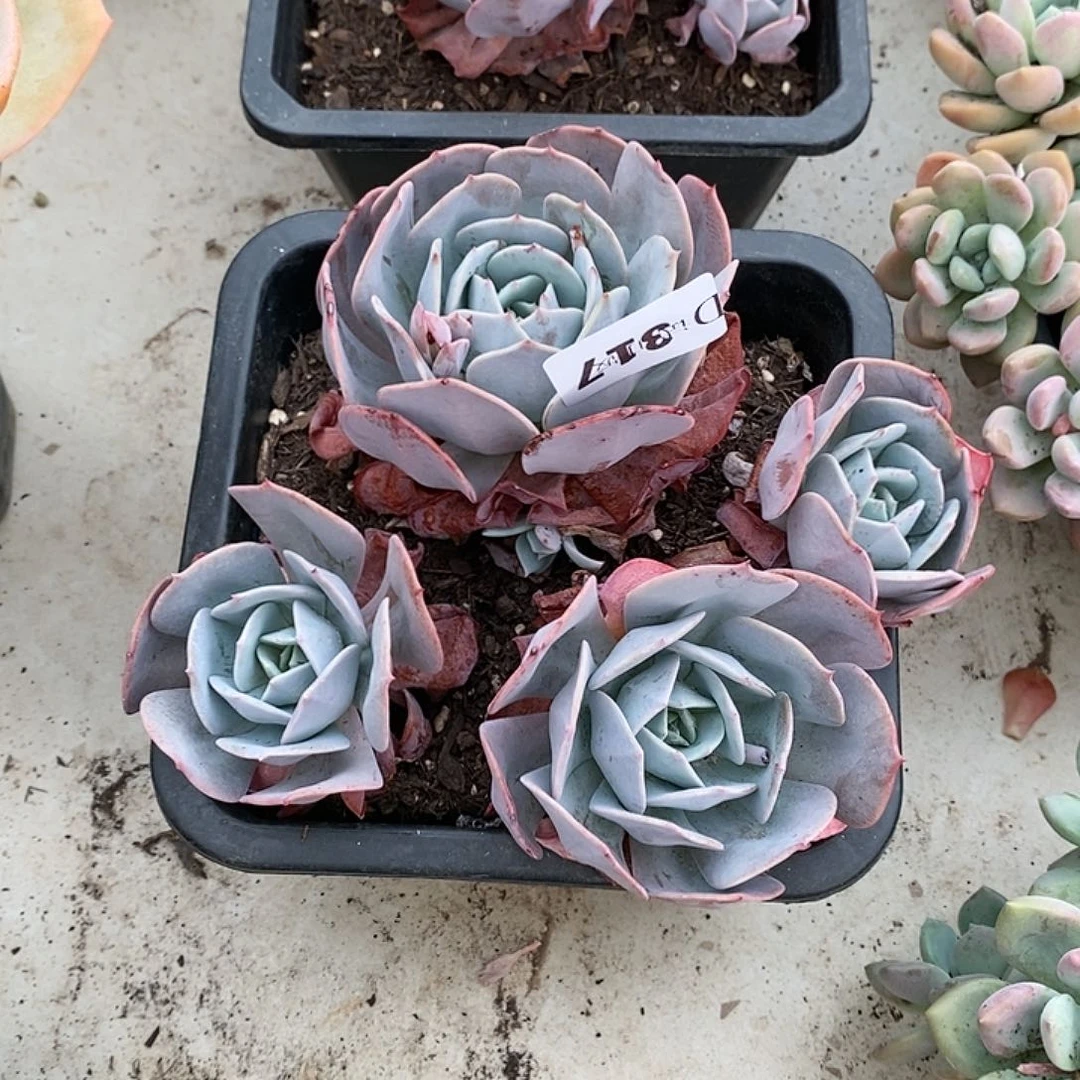 流*飞317蓝粉台阁多肉植物