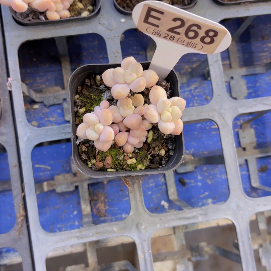 E268奶酪蛋糕一物语拍