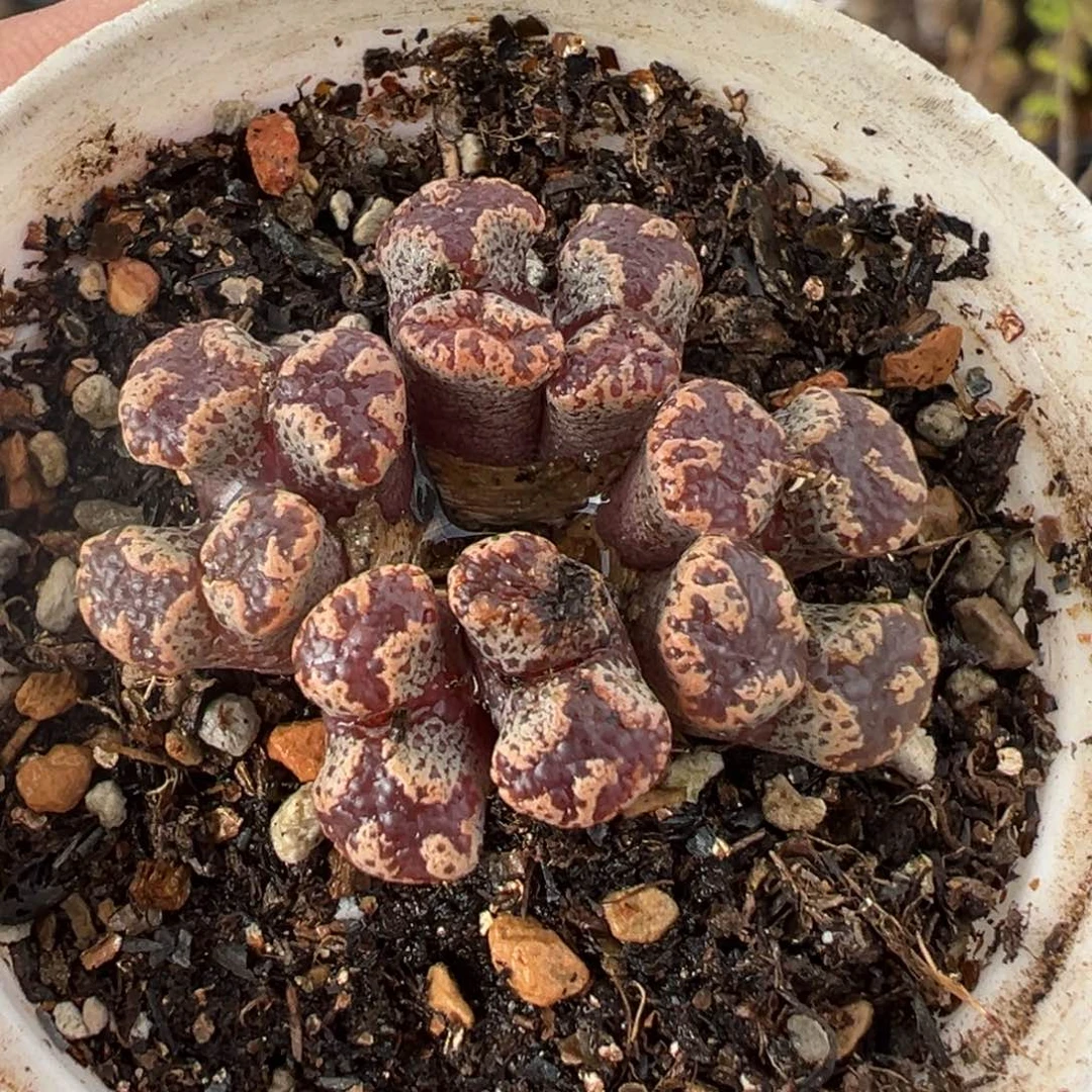 522多肉植物种类多样