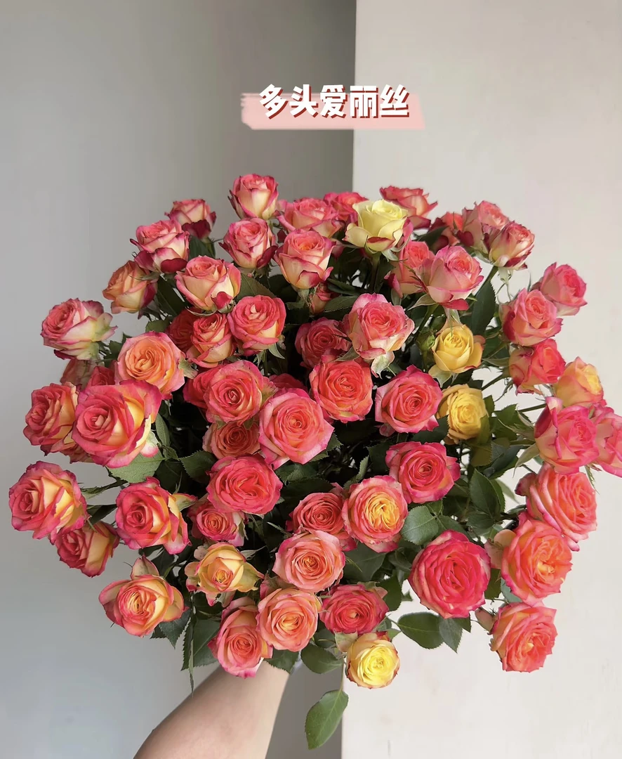 【爱丽丝泡泡】灌木多头阳台庭院月季玫瑰花卉