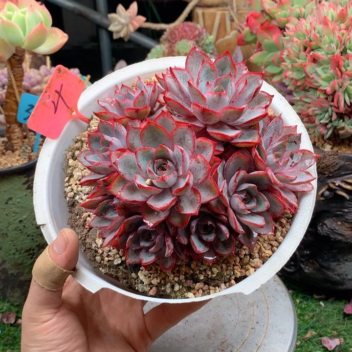 多肉植物一物一拍4