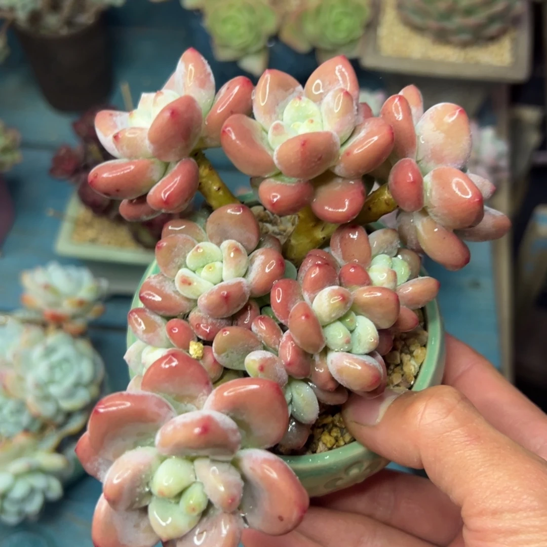 多肉植物一物一拍（1号）