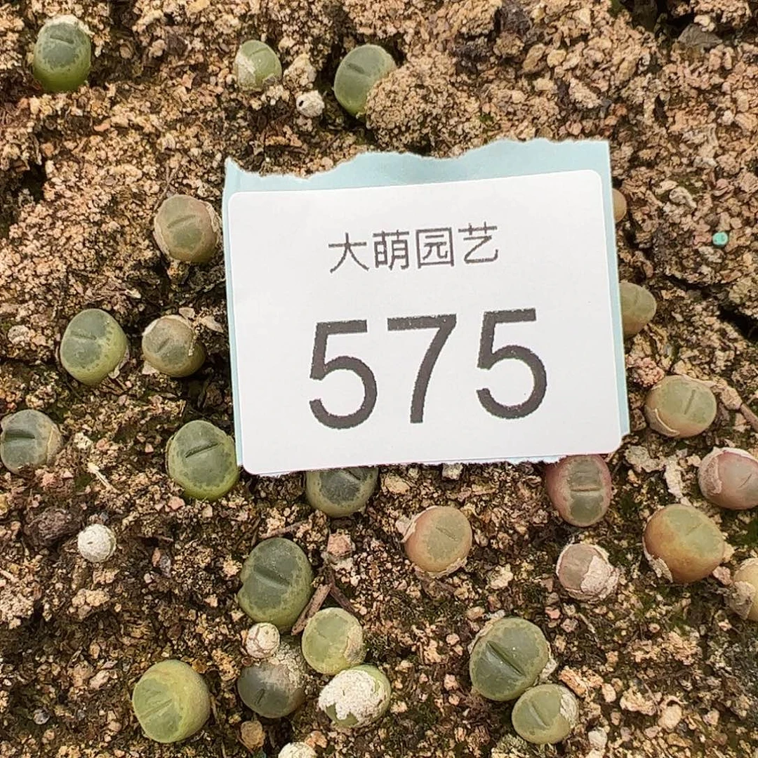 0000575量拍A1粉胖虎风铃3颗
