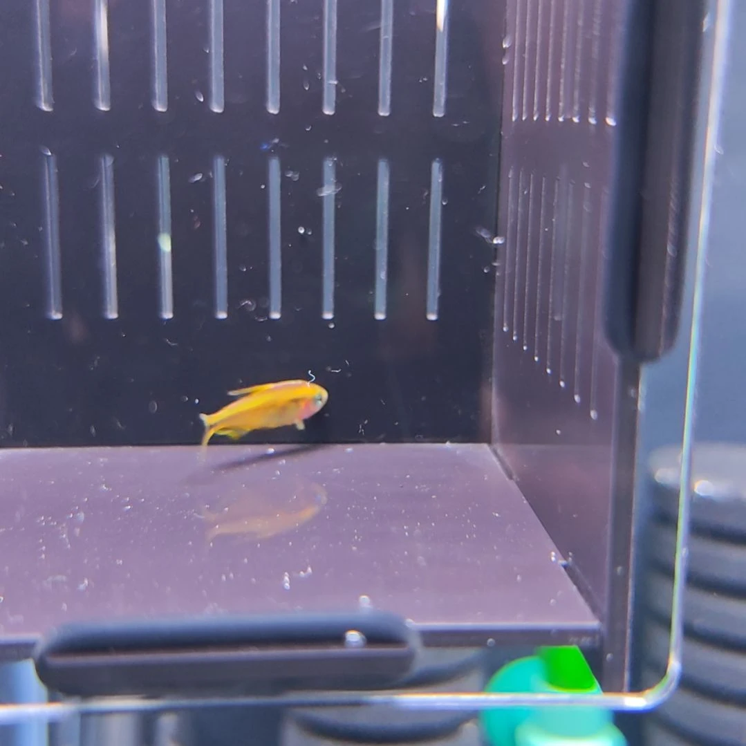 灯科鱼精选超级黄魔鬼