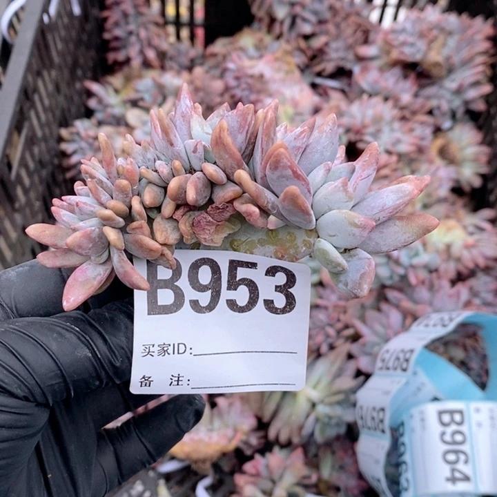 953 粉兔缀哇哇哇