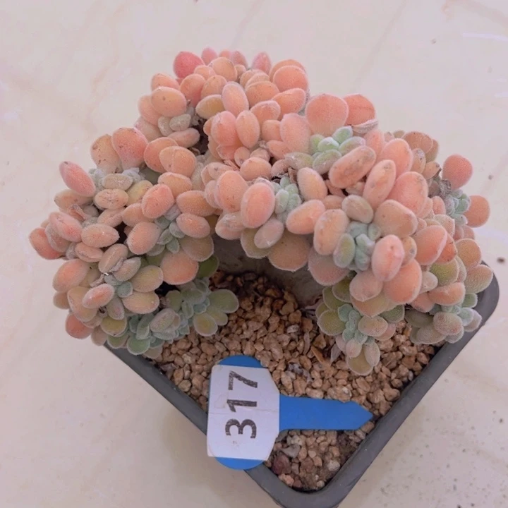 健健康康平平安安