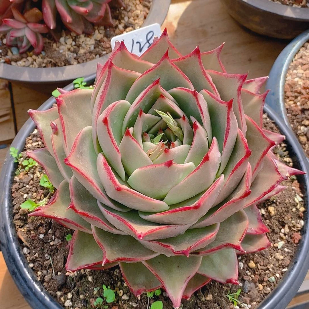 多肉植物韩版星星