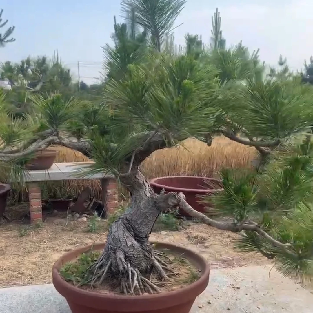 精品黑松盆景地景