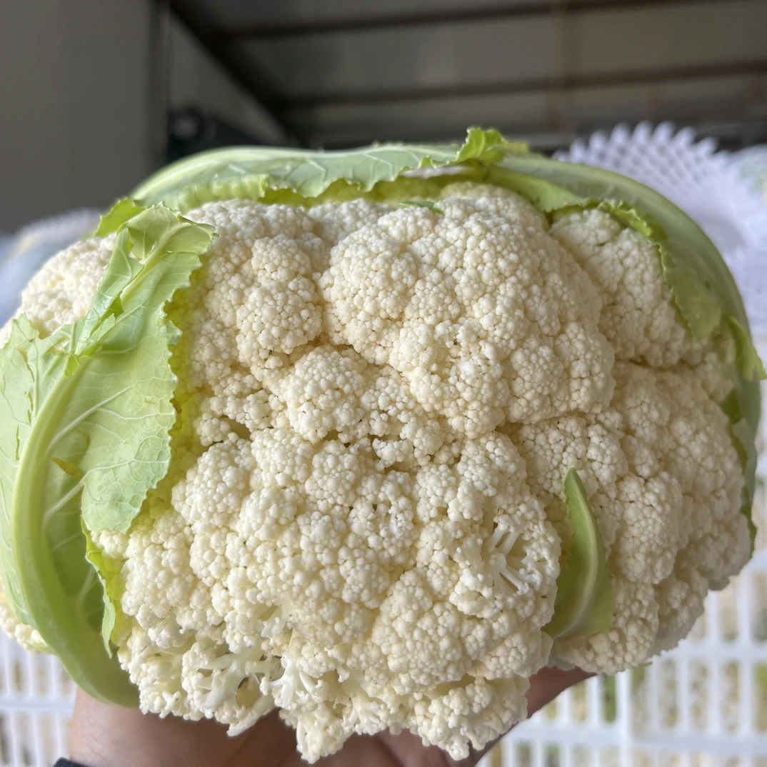 湖北露天霜打青梗松花菜白花菜当季时今蔬菜