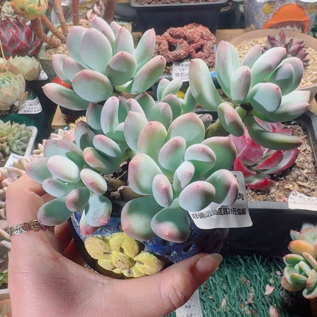 2686一物一拍（满28包邮）