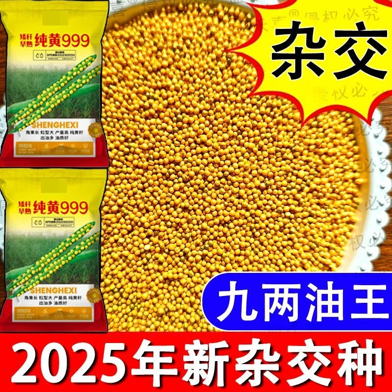 一代杂交黄籽油菜种子高产批发耐寒抗冻早熟矮杆抗病农科院新品种
