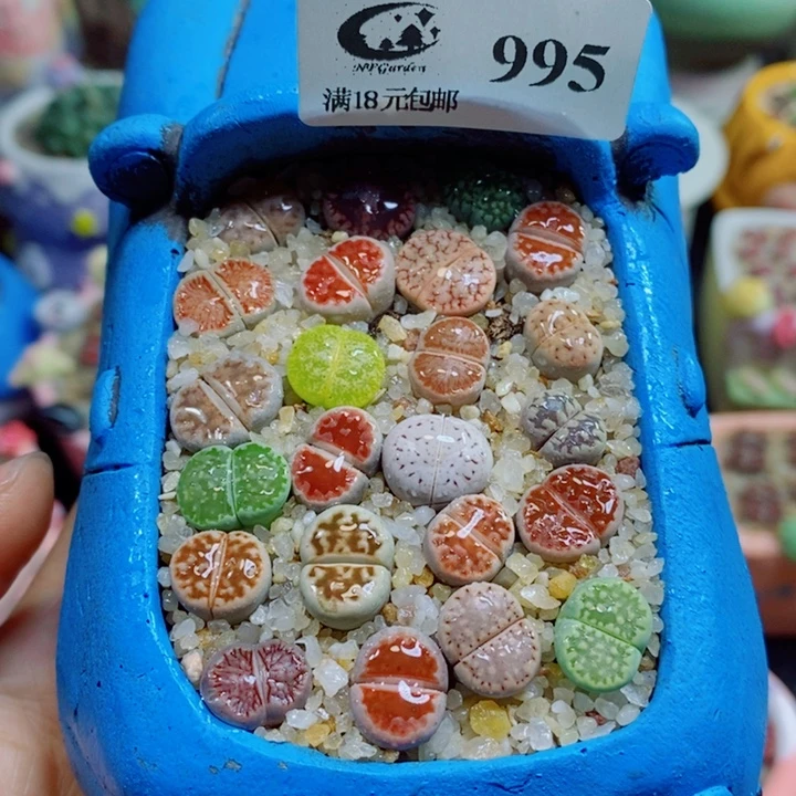 生石花花花花花995